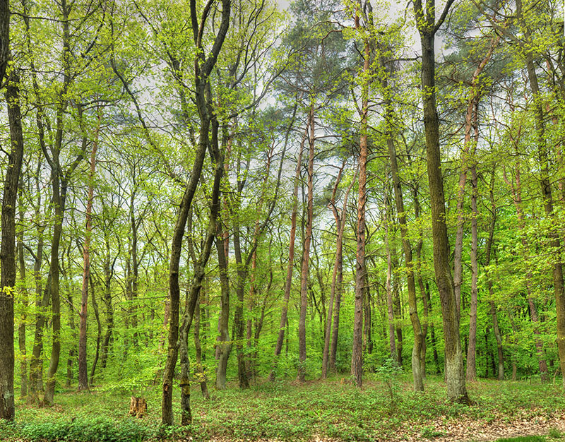 Preview EIFEL WALD_ D.jpg